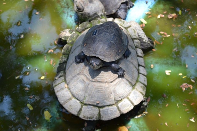 mama tortuga y su bebe